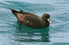 White-chinned Petrel